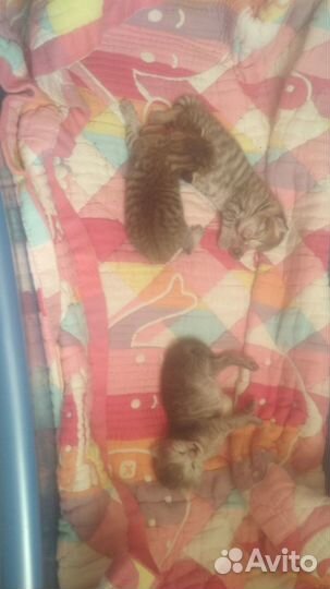 Отдам Шотландских вислоухих котят в хорошие руки