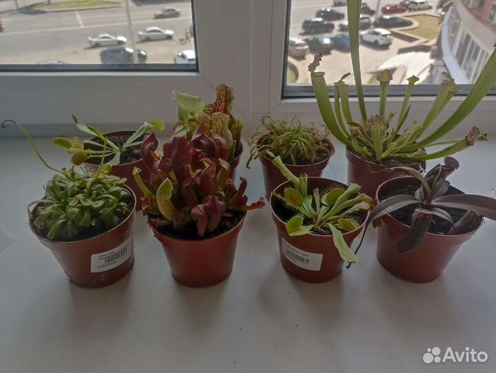 Хищное растение венерина мухоловка/росянка и тд