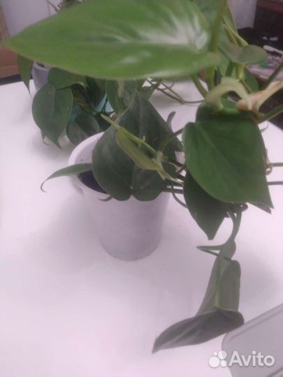 Филодендрон