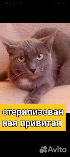 Котики и кошечки стерилизованные