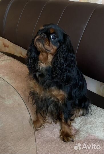 Кинг чарльз спаниель