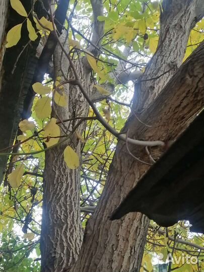 Саженцы грецкого ореха