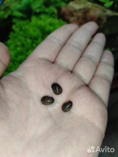 Теодоксус улитка