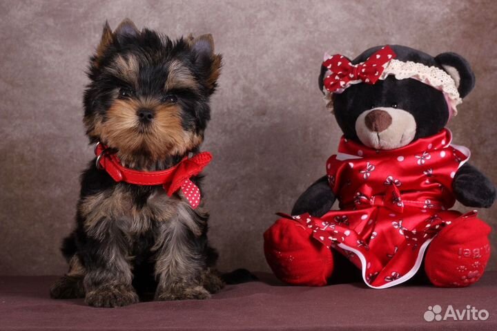 Йорка (резерв) Бесспорная Фаворитка РКФ