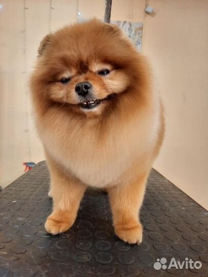 Случка шпиц