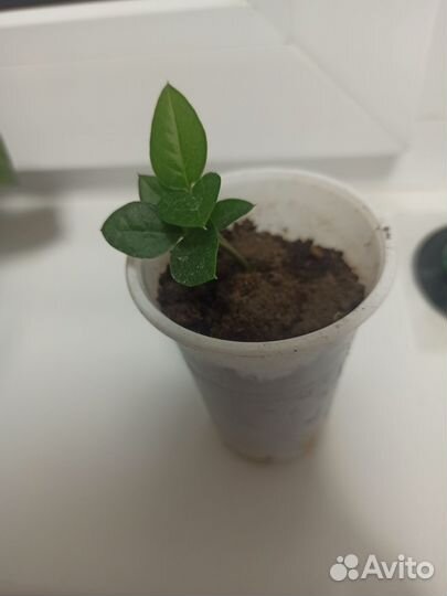 Замиокулькас, Спатифилум