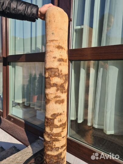 Дрифтвуд стволы пальм