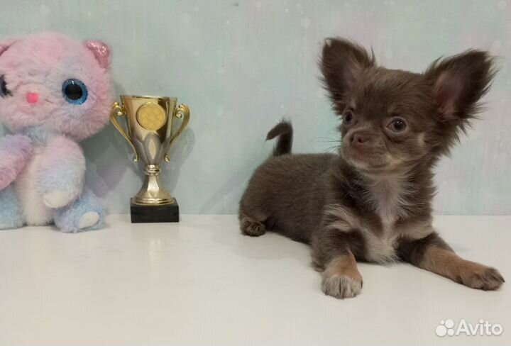 Лиловая девочка