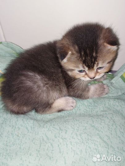 Шотландские котята