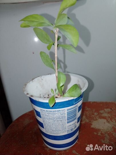 Мальпигия глабра, вишня