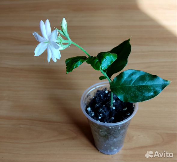 Жасмин самбак