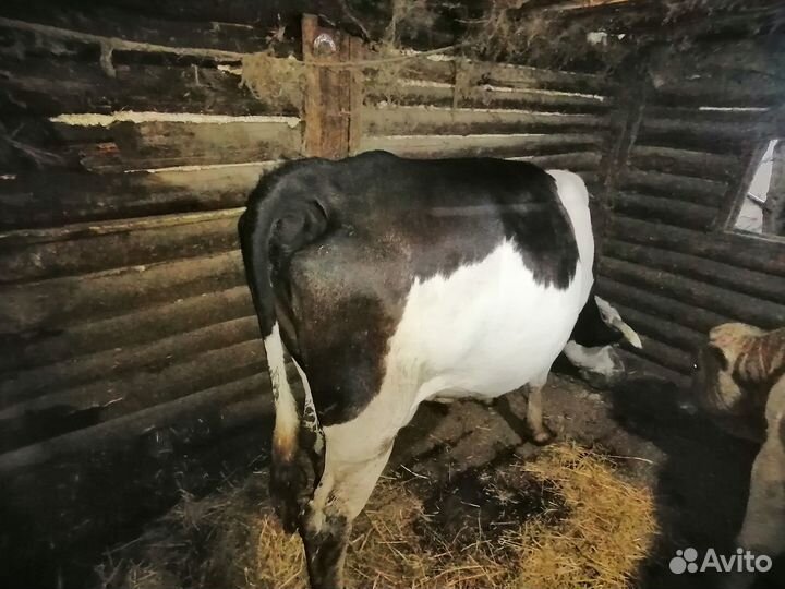 Продам корову на племя молочная