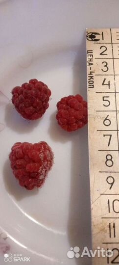 Рассада клубники и малина