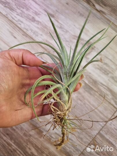 Тилландсия атмосферная