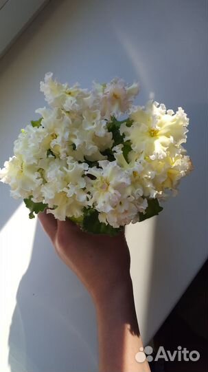 Фиалки сортовые листы детки кусты