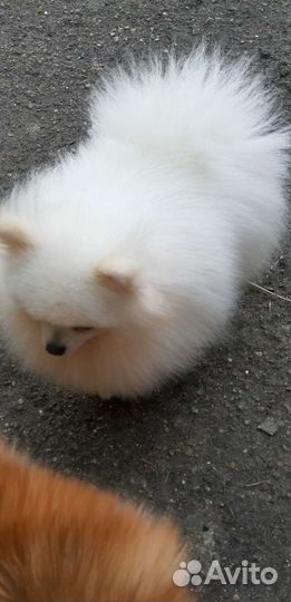 Кобель для вязки шпиц