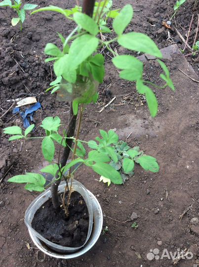 Клематисы княжики 2 х летки