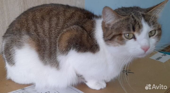 Кошечка в добрые руки