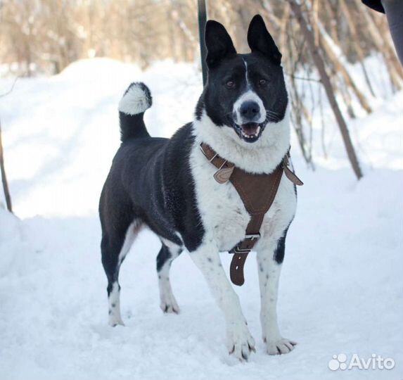 Дворняг в добрые руки