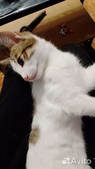 Кошка в дар