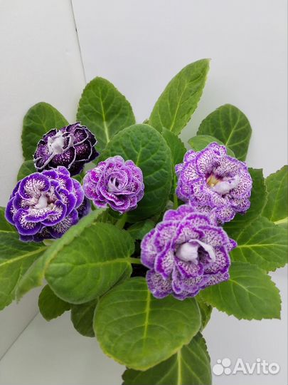 Глоксиния махровая