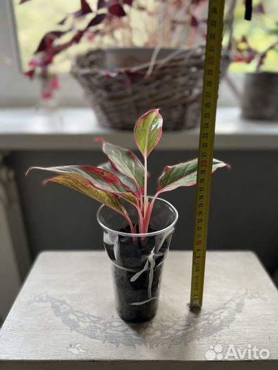 Аглаонема крит