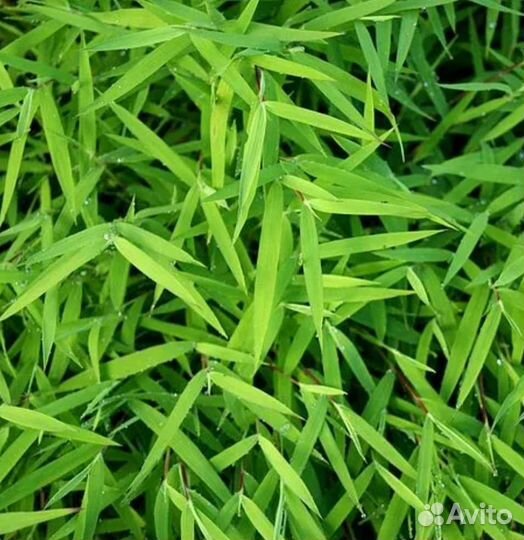 Бамбук чёрный, зелёный, пестролистный, 15 сортов