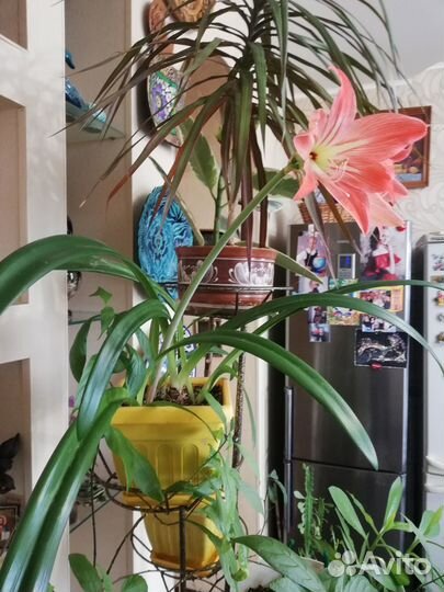 Гиппеаструм- розовый