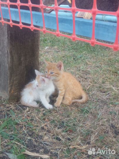 Отдам котят в добрые руки