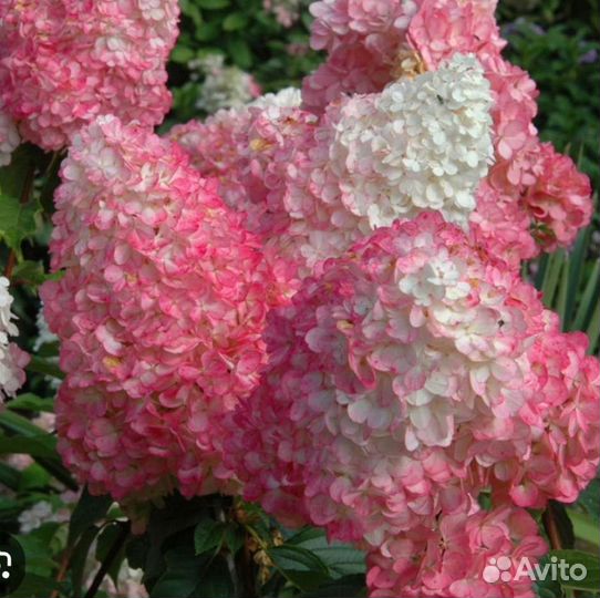 Гортензия метельчатая