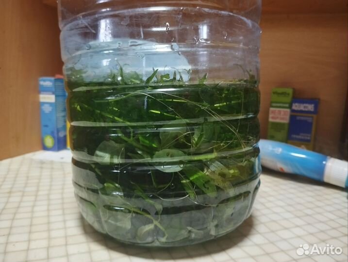 Аквариумные растения прополка