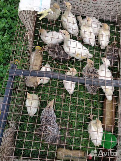 Индюшата домашние, цыплята