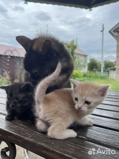 Котята в добрые руки