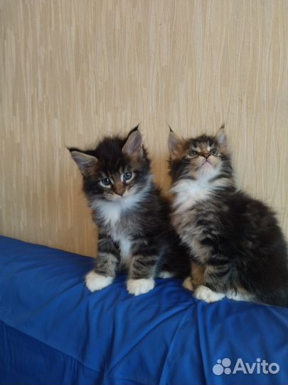 Мейнкуны Уральские самоцветики