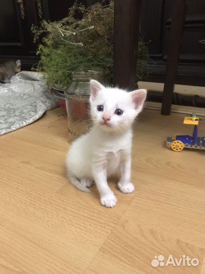 Котята бесплатно
