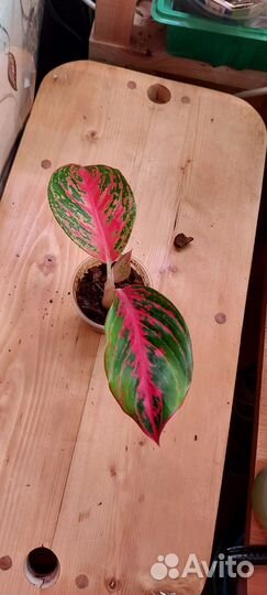 Аглаонема детки