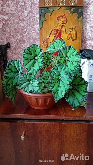 Бегония Бауэра тигровая 3 горшка