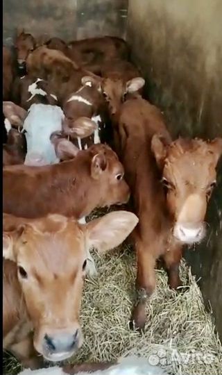 Б бычки холмогоры абердины сименталы