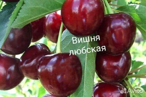 Редкие растения для сада