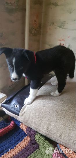 Две чудесные девочки ищут дом