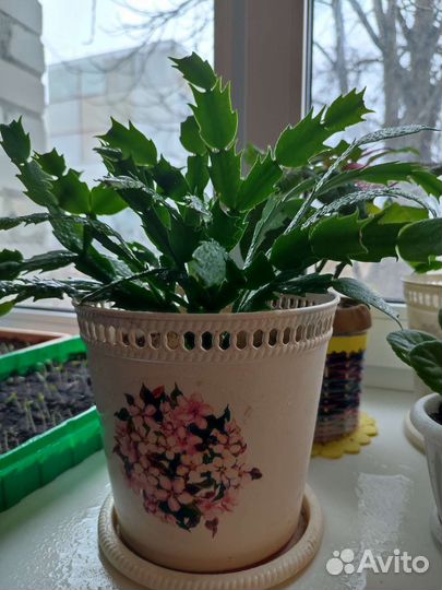 Декабрист шлюмбергера