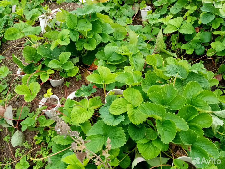 Саженцы, ростки клубники гигантелла и др. сорта