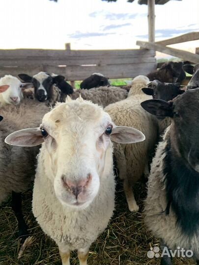 Мясо баранина свежая