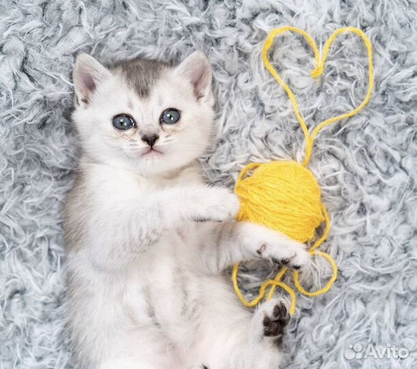 Шотландский котенок скоттиш страйт