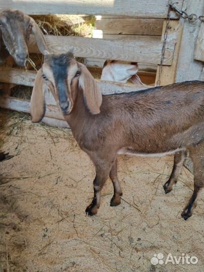 Козлята и бычек