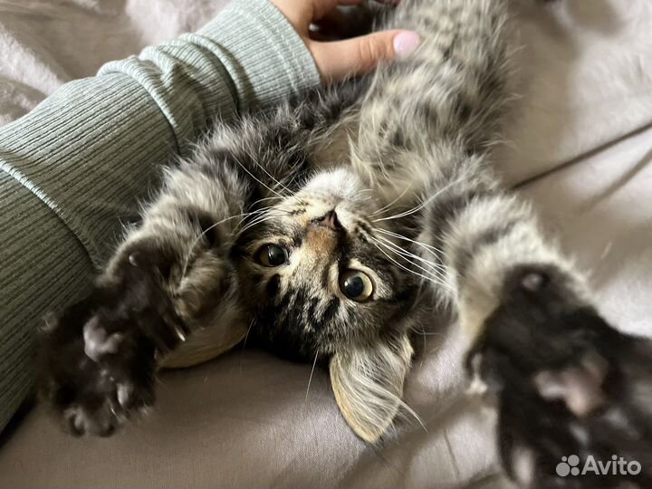 Отдам в добрые руки котят - девочки