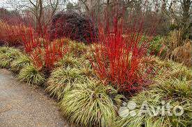 Дерен красный. Декоративные саженцы