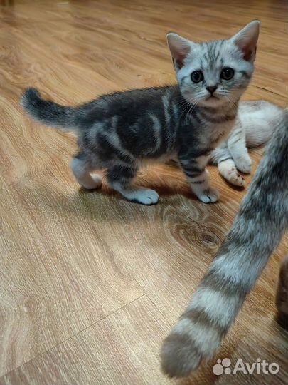 Шотландский котята