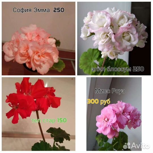 Герани пеларгонии самые нежные