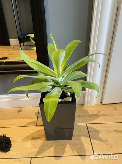 Агава аттенуата